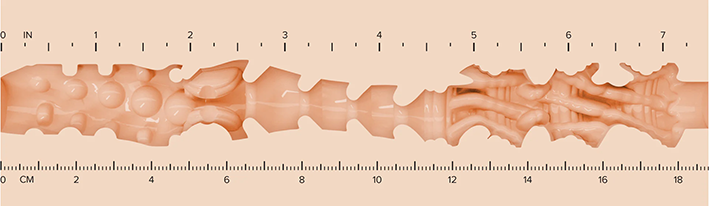 Halkileikkauskuva lihasvärisen Fleshlight-insertin sisäpinnan tekstuureista ja stimulaatiovyöhykkeistä mittanauhan kanssa.